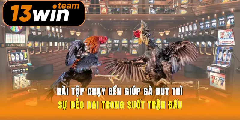 Bài tập chạy bền giúp gà duy trì sự dẻo dai trong suốt trận đấu