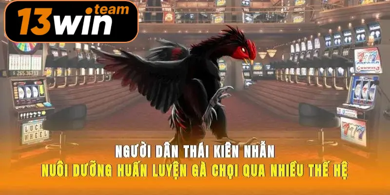 Người dân Thái kiên nhẫn nuôi dưỡng huấn luyện gà chọi qua nhiều thế hệ